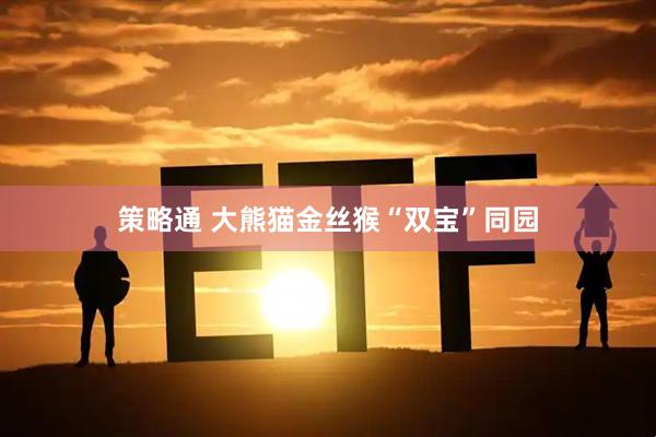 策略通 大熊猫金丝猴“双宝”同园